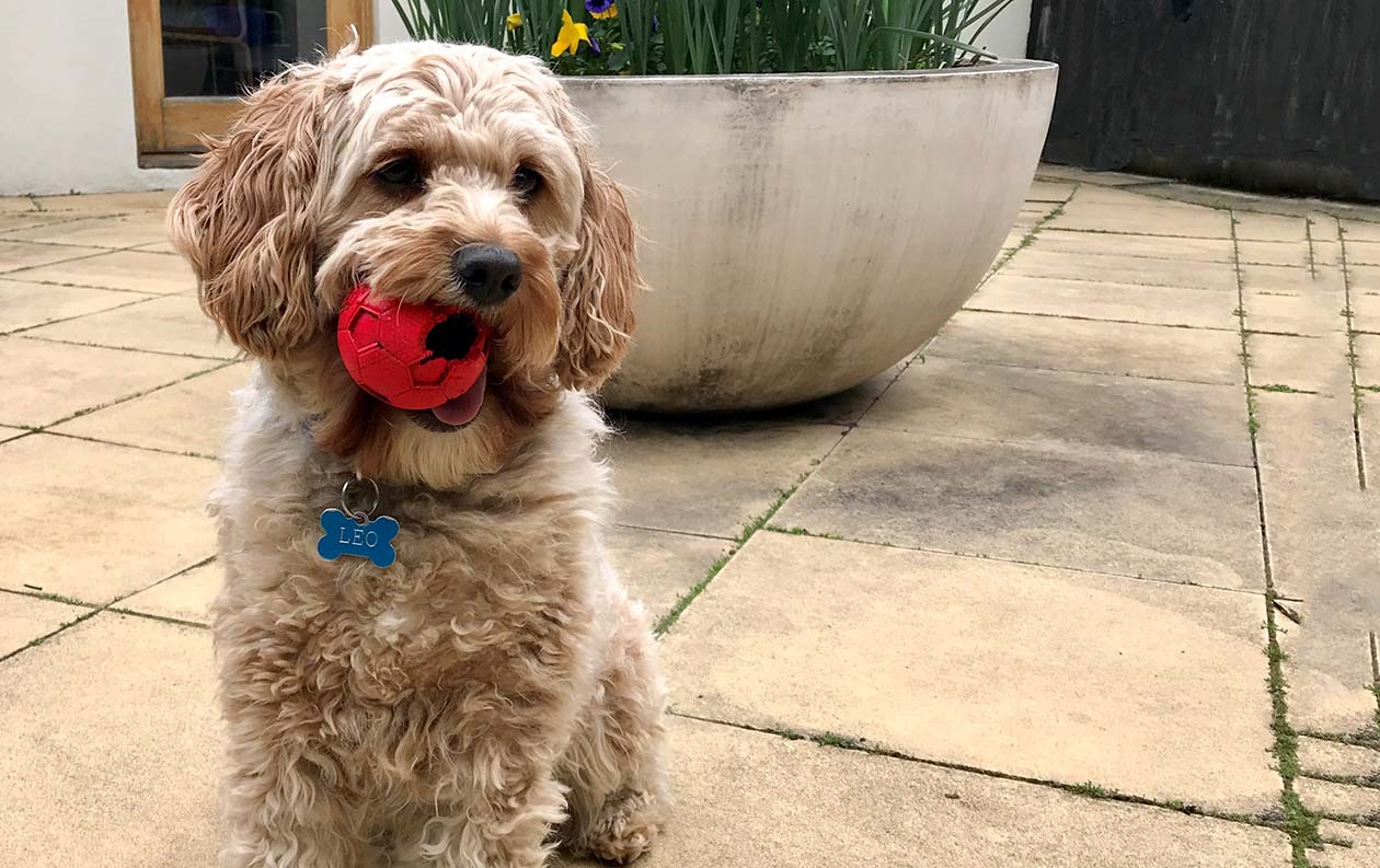 Photo of Leo the dog with a red ball in his mouth.